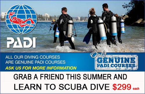 learn to scuba dive